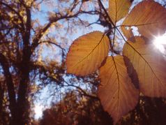 Discover Calaveras: Unique Fall Events