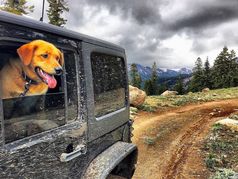 Dog Friendly Calaveras