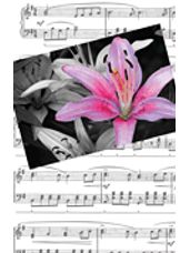 Recital Program #79 Pink Flower