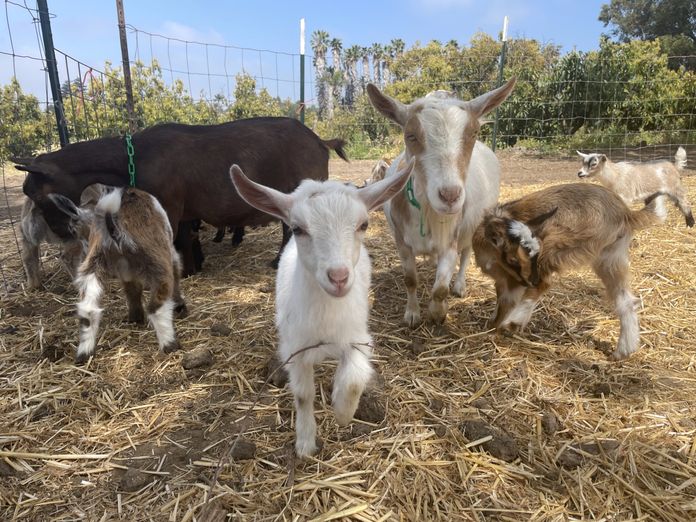 Goat Snuggle Sessions at Oats & Ivy Farm